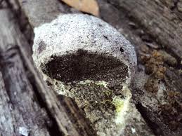 Attēlu rezultāti vaicājumam “Fuligo septica var. candida”