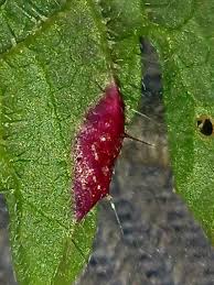 Attēlu rezultāti vaicājumam “Puccinia urticata”