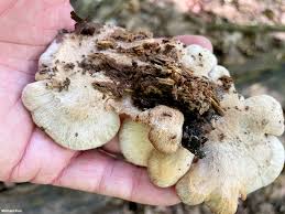 Attēlu rezultāti vaicājumam “Lentinellus ursinus”