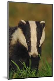 Attēlu rezultāti vaicājumam “Meles meles adult”