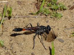 Attēlu rezultāti vaicājumam “Ammophila sp.”
