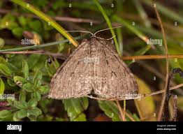 Attēlu rezultāti vaicājumam “Operophtera”