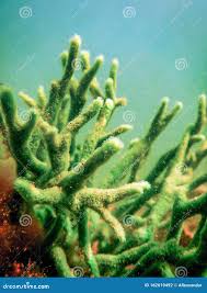 Attēlu rezultāti vaicājumam “Spongilla lacustris”