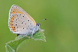 Attēlu rezultāti vaicājumam “Lycaena hippothoe underside”