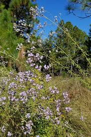 Attēlu rezultāti vaicājumam “Bayeriola thymicola”