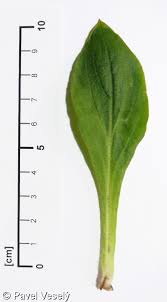 Attēlu rezultāti vaicājumam “Silene dioica leaf”