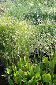 Attēlu rezultāti vaicājumam “Alisma plantago-aquatica leaf”