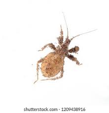 Attēlu rezultāti vaicājumam “Reduvius personatus”