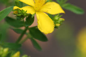 Attēlu rezultāti vaicājumam “Hypericum perforatum flower”