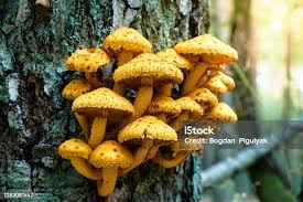 Attēlu rezultāti vaicājumam “Pholiota aurivella”