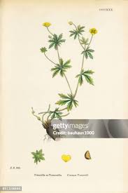Image result for Potentilla tormentilla