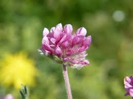 Attēlu rezultāti vaicājumam “Anthyllis maritima flower”