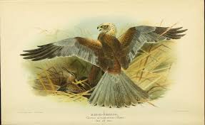 Attēlu rezultāti vaicājumam “Circus aeruginosus adult”