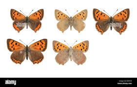 Attēlu rezultāti vaicājumam “Lycaena phlaeas underside”