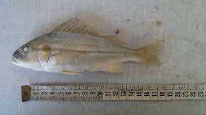 Image result for Pomadasys commersonnii