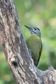 Attēlu rezultāti vaicājumam “Picus canus female”