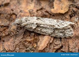 Attēlu rezultāti vaicājumam “Diurnea fagella”