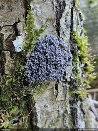 Attēlu rezultāti vaicājumam “Didymium crustaceum”