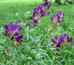 Attēlu rezultāti vaicājumam “Oenothera rubricauli”