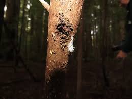 Attēlu rezultāti vaicājumam “Tilachlidium brachiatum”