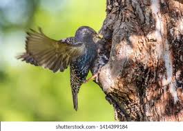 Attēlu rezultāti vaicājumam “Sturnus vulgaris nest”