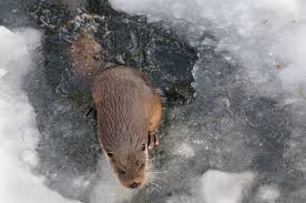 Attēlu rezultāti vaicājumam “Lutra lutra”