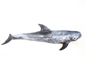 Image result for Grampus griseus