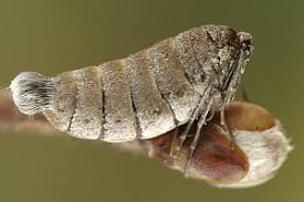 Attēlu rezultāti vaicājumam “Alsophila aescularia”