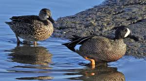 Image result for Anas discors