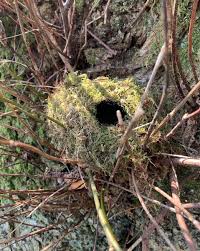 Attēlu rezultāti vaicājumam “Troglodytes troglodytes nest”