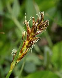 Attēlu rezultāti vaicājumam “Blysmus compressus”