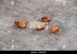 Attēlu rezultāti vaicājumam “Melolontha melolontha imago”