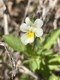Attēlu rezultāti vaicājumam “Viola arvensis flower”