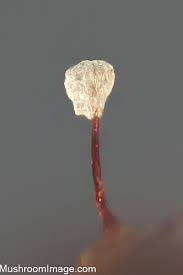 Attēlu rezultāti vaicājumam “Symphytocarpus impexus young”