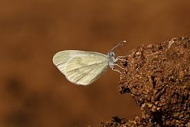 Attēlu rezultāti vaicājumam “Leptidea sinapis underside”