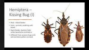 Attēlu rezultāti vaicājumam “Heteroptera”