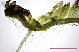 Attēlu rezultāti vaicājumam “Cladopodiella francisci”