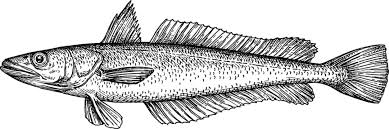 Image result for Merluccius merluccius