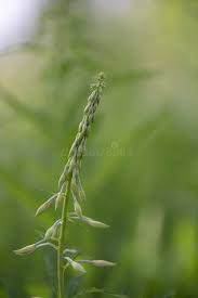 Attēlu rezultāti vaicājumam “Epilobium angustifolium bud”