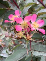 Attēlu rezultāti vaicājumam “Rosa glauca flower”
