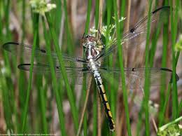 Attēlu rezultāti vaicājumam “Lycogala convexum young”