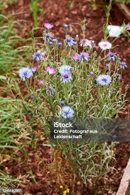 Attēlu rezultāti vaicājumam “Cyanus segetum flower”