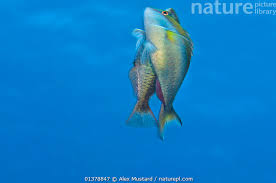 Image result for Sparisoma aurofrenatum