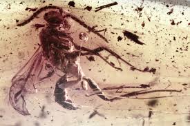 Attēlu rezultāti vaicājumam “Pompilidae”