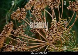 Attēlu rezultāti vaicājumam “Anethum graveolens flower”