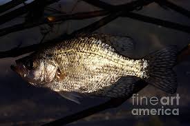 Image result for Pomoxis nigromaculatus