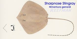 Image result for Raja straeleni