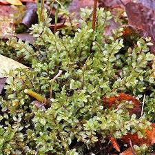 Attēlu rezultāti vaicājumam “Pseudobryum cinclidioides”