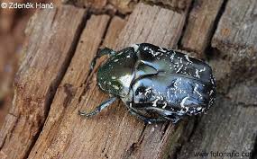 Attēlu rezultāti vaicājumam “Liocola lugubris”