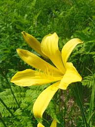 Attēlu rezultāti vaicājumam “Hemerocallis lilioasphodelus”